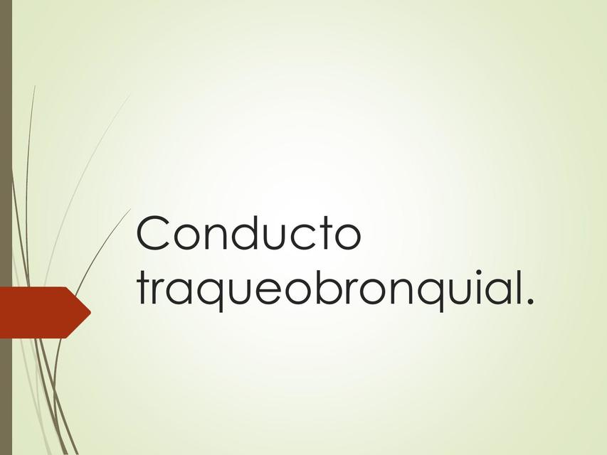 Conducto traqueobronquial