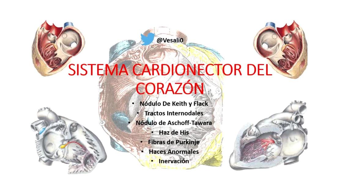 sistema de conduccion y inervacion del coranzon