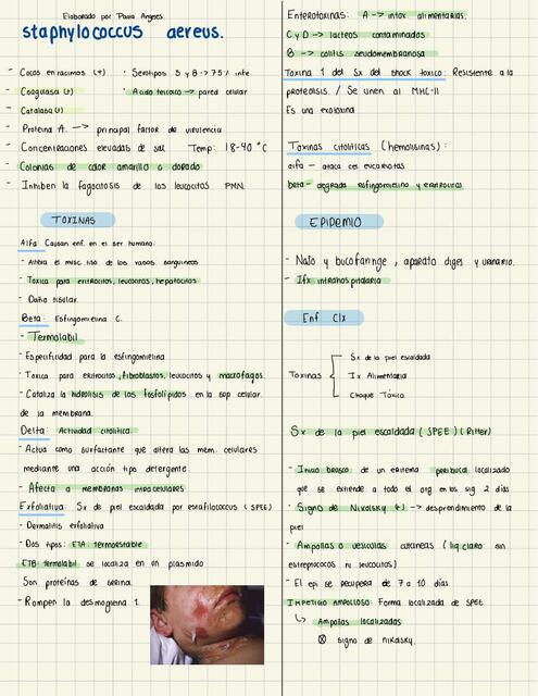 staphylococcus