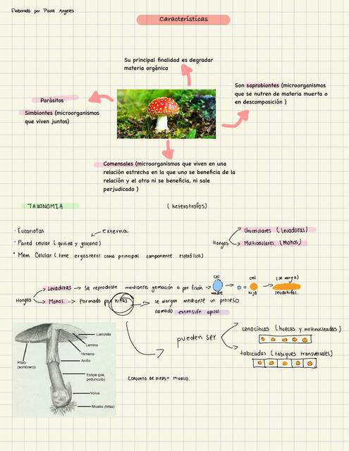 Hongos Generalidades