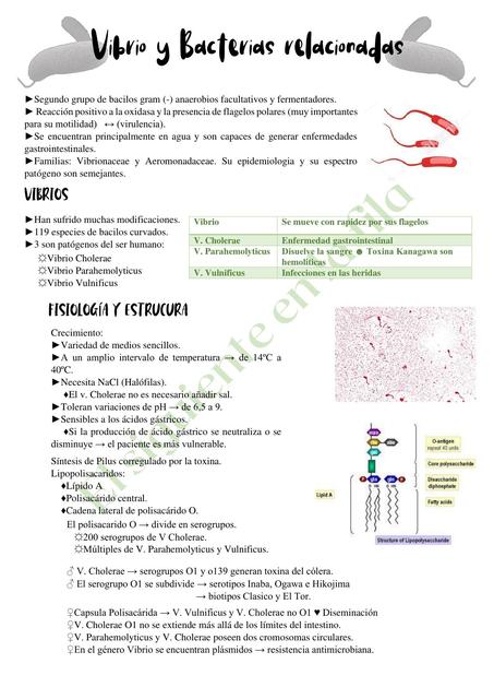 VIBRIO