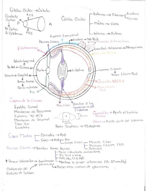 Anatomía del Globo Ocular 