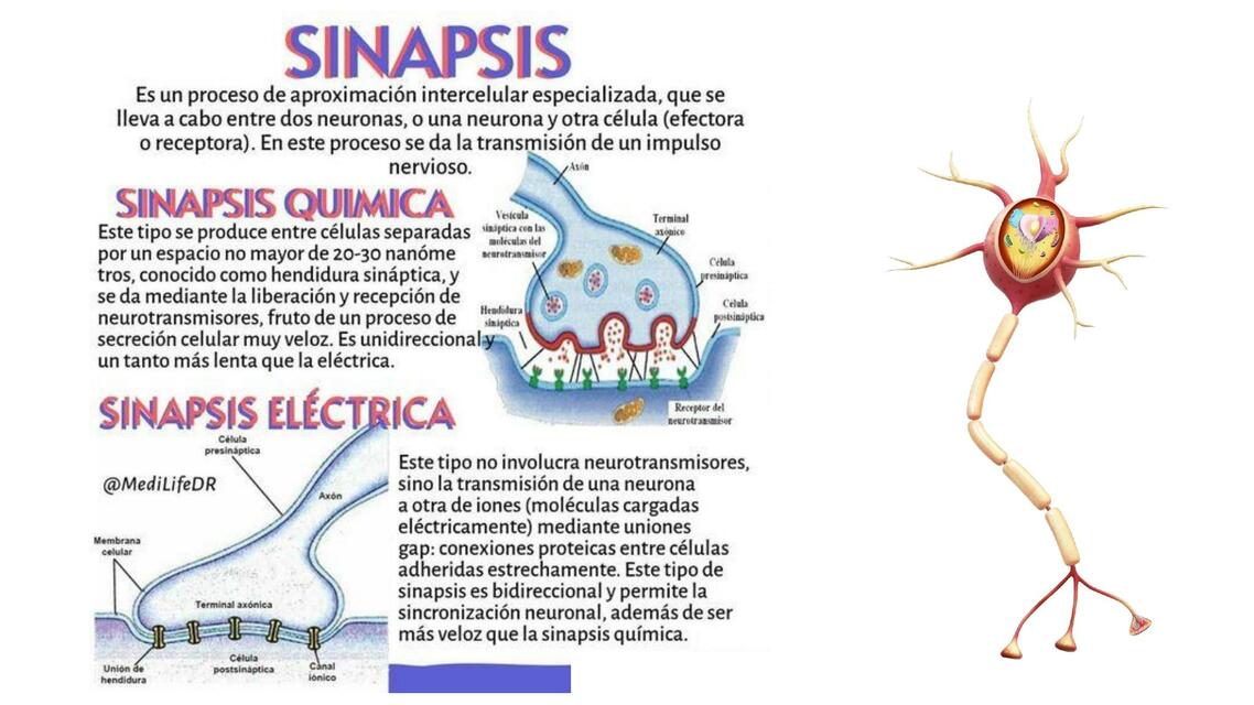 Sinapsis