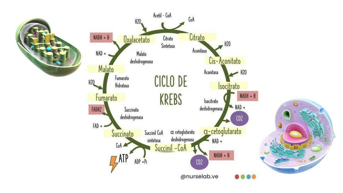 Ciclo de krebs