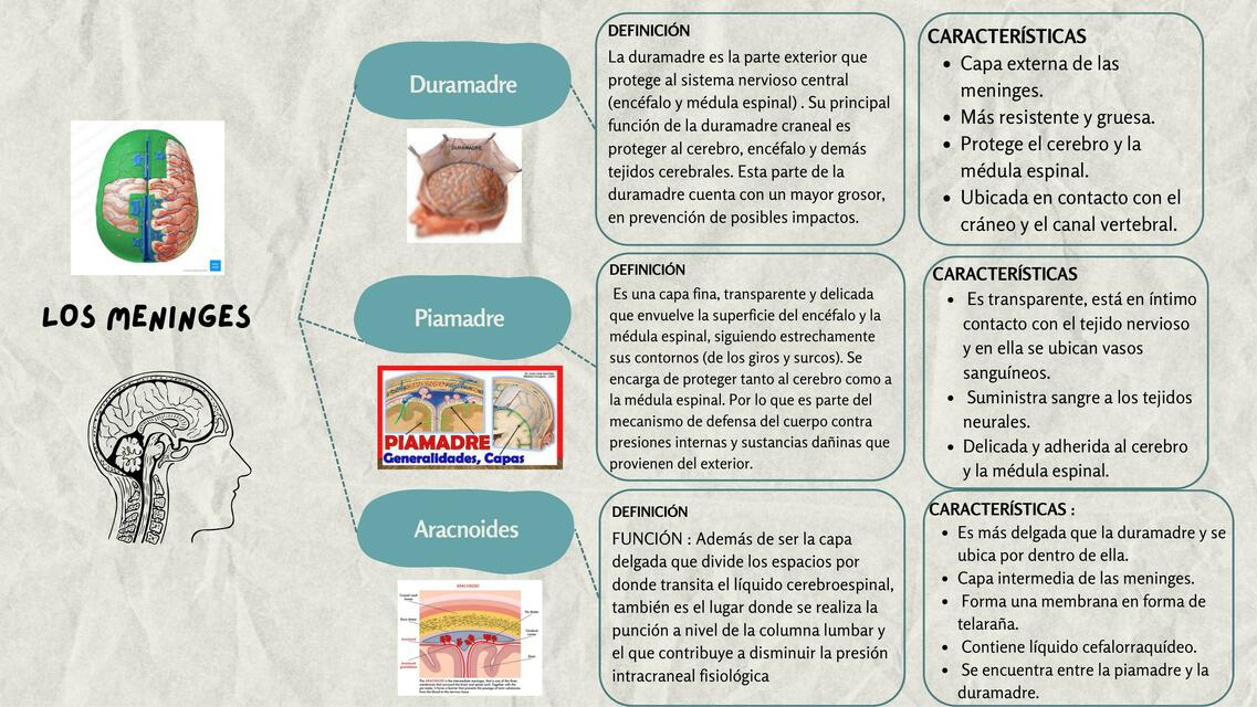 Los meninges