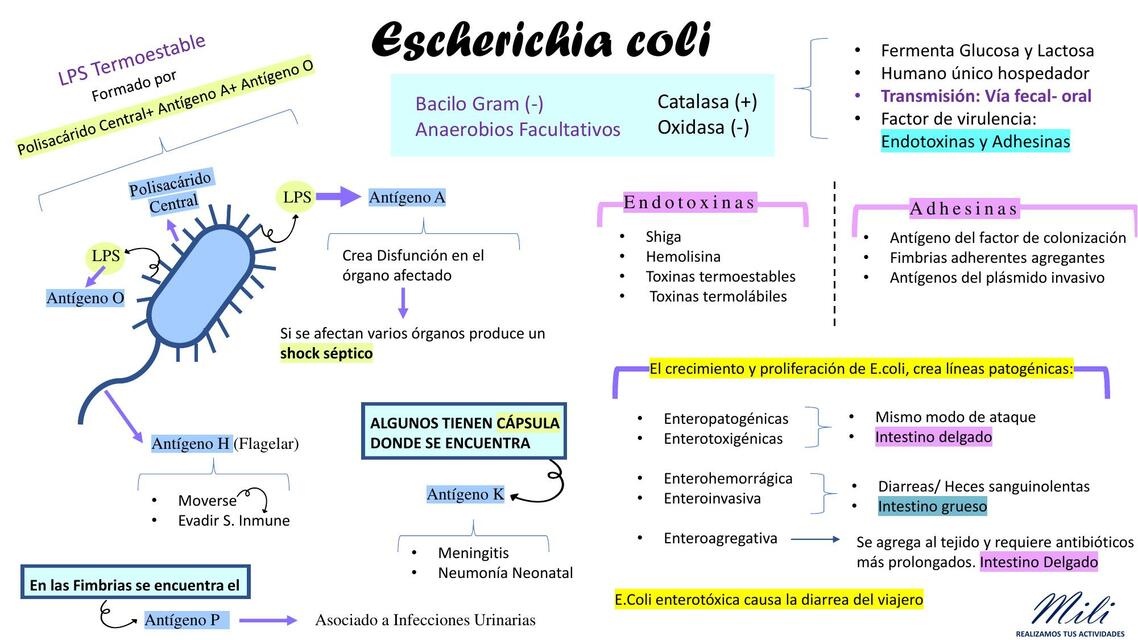 Diapos Final de Micro