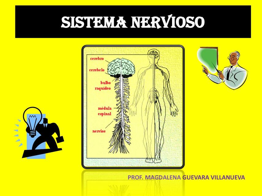 diapositivasdelsistemanervioso phpapp02 1