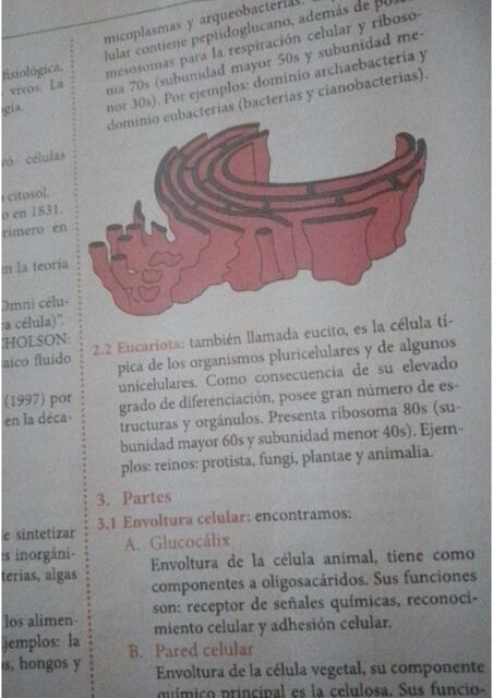 biologia