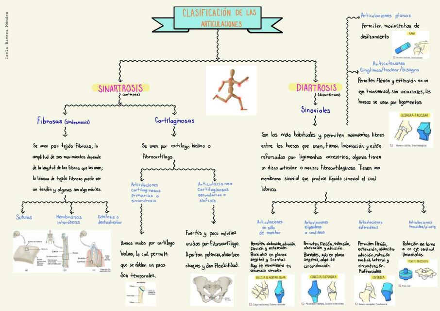 clasificación de articulaciones