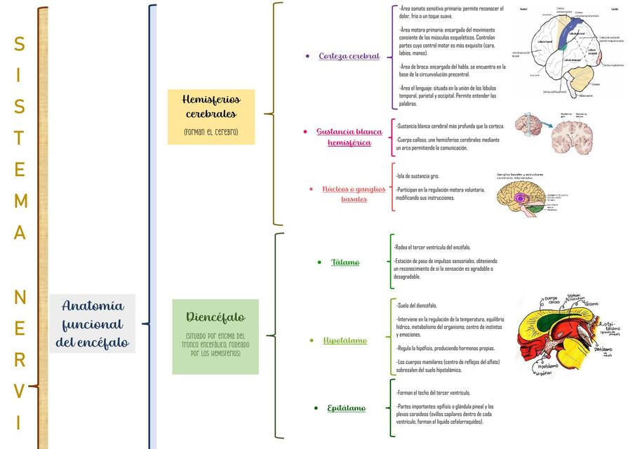 SISTEMA NERVIOSO CENTRAL Y PERIFERICO