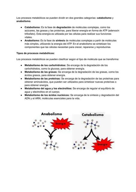 PROCESOS METABÓLICOS