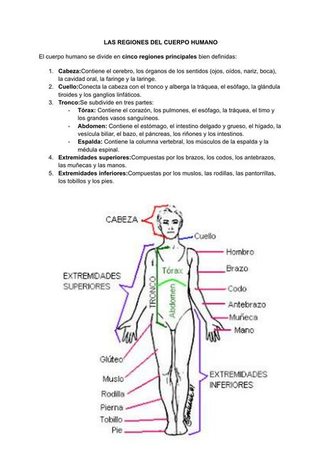 REGIONES DEL CUERPO