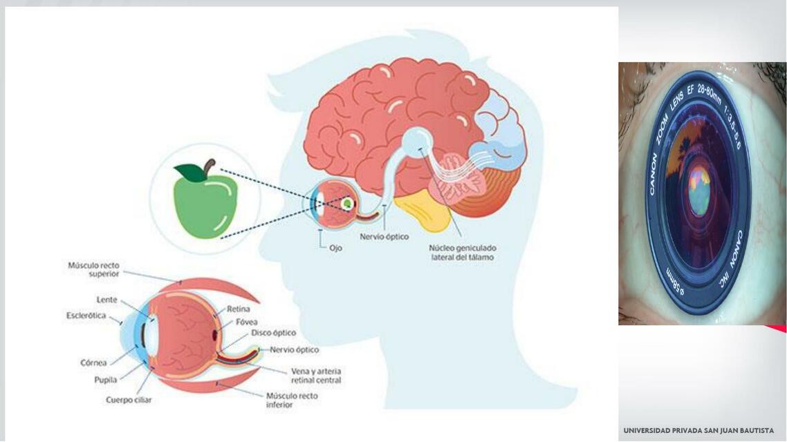 Anatomía del ojo 