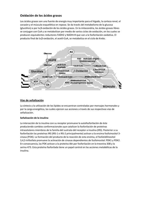 Oxidacion de los acidos grasos