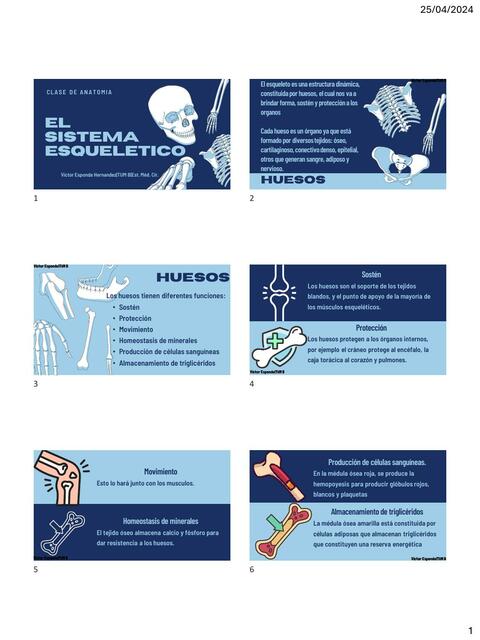 El Sistema Esquelético