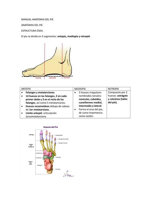 MANUAL ANATOMIA DEL PIE | Sandy | uDocz