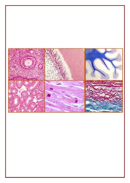 PRÁCTICA HISTOLOGÍA CARDIOVASCULAR