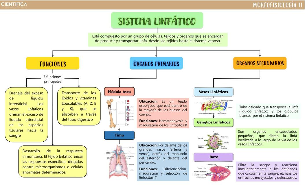 SISTEMA INMUNE MAPA CONCEPTUAL