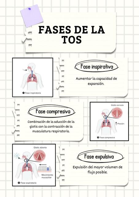 Fases de la tos