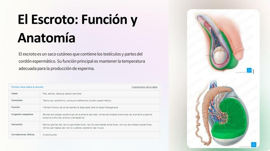 El Escroto Funcion y Anatomia