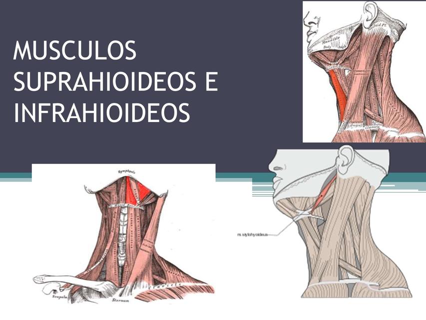 musculos suprahioideos e infrahioideos