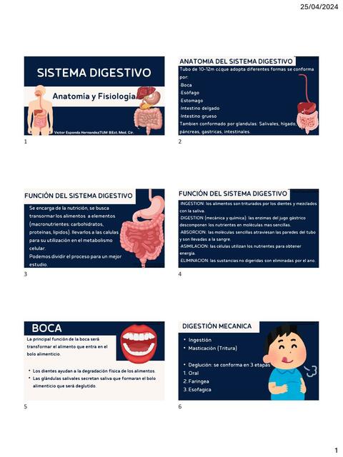 Sistema Digestivo