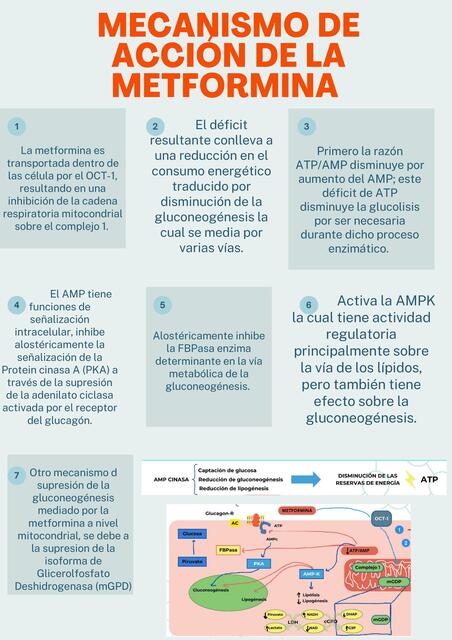 Mecanismo de acción de la metformina | Coordinacion Nutrición | uDocz