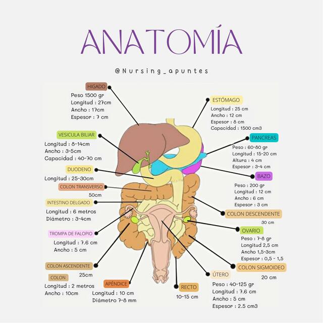 ANATOMIA