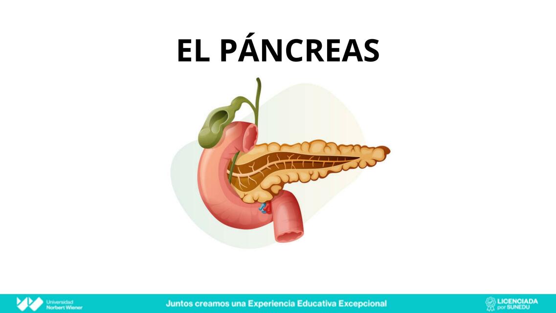 EL PANCREAS