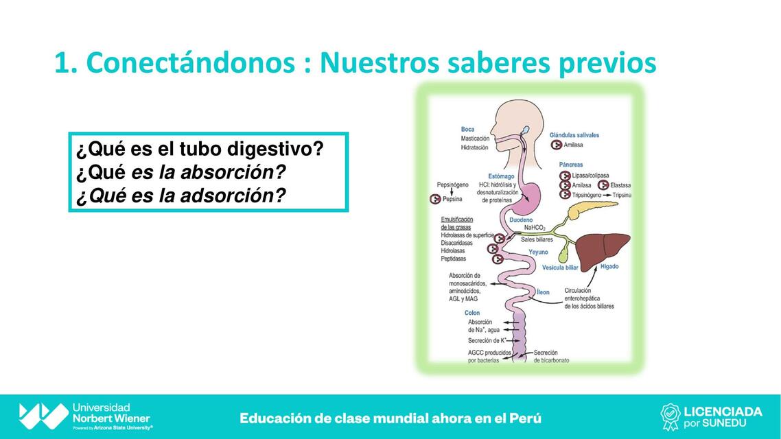 DIGESTION Y ABSORCION EN EL TUBO DIGESTIVO