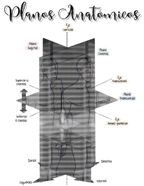 PLANOS ANATÓMICOS