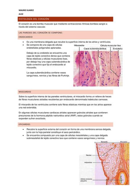 Histología del corazón