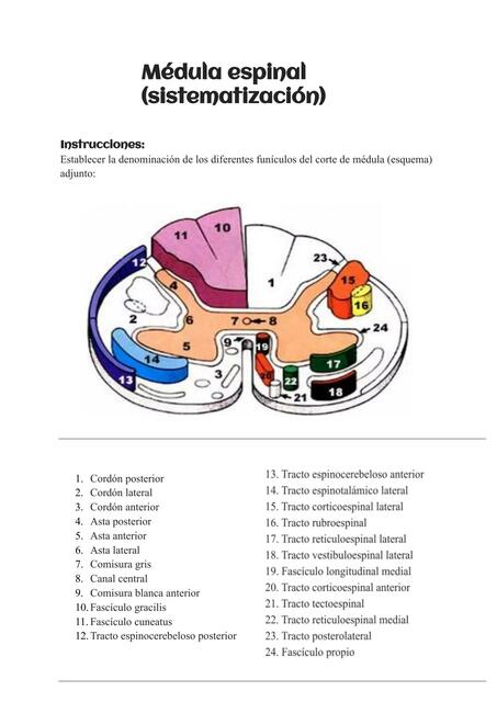 Médula Espinal sistematización docx