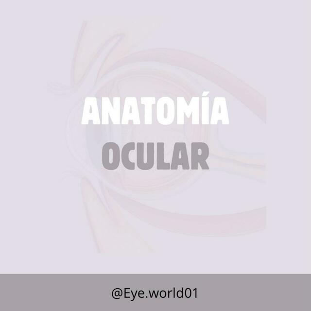 Anatomía ocular