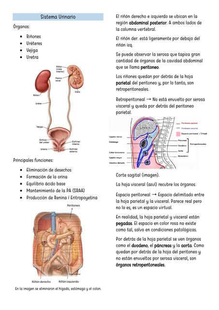 Sistema URINARIO