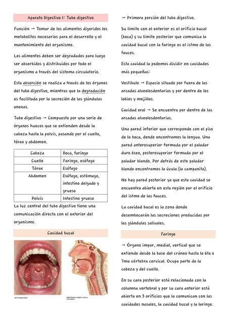 Aparato Digestivo I Tubo Digestivo