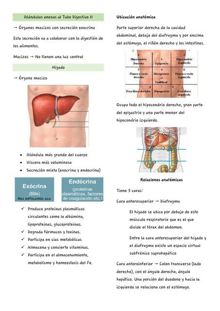 Aparato Digestivo II: Glándulas anexas al tubo digestivo