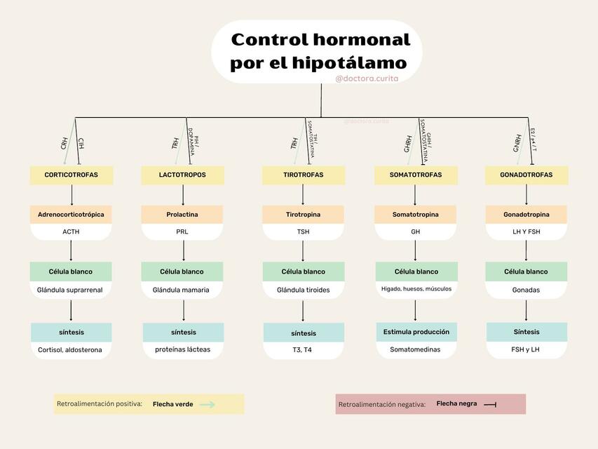 Hipotálamo control hormonal