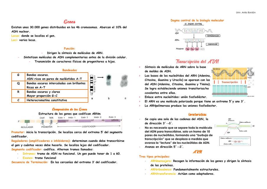 Transcripcion del ADN y traduccion del ARN