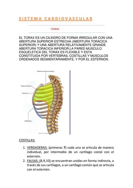 FINAL DE ANATOMIA