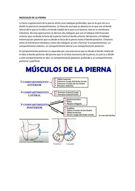 MUSCULOS DE LA PIERNA