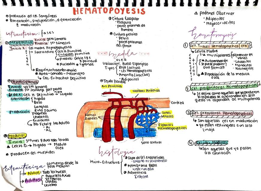 HEMATOPOYESIS