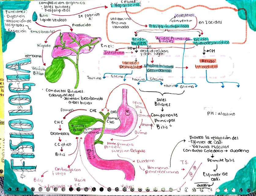 FISIOLOGÍA BILIS
