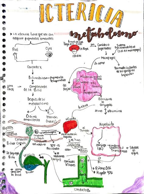 ICTERICIA Y FISIOLOGIA BILIRRUBINA