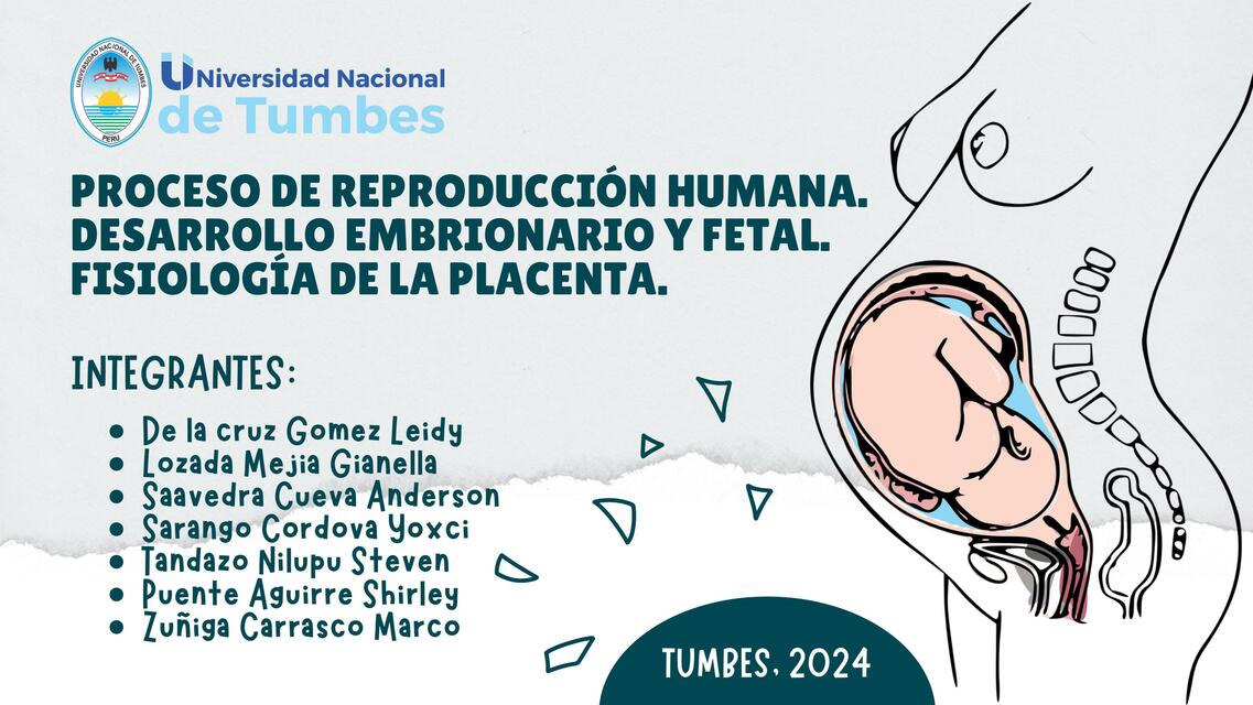 Proceso de reproducción humana, Desarrollo embrionario y Fisiología Placentera