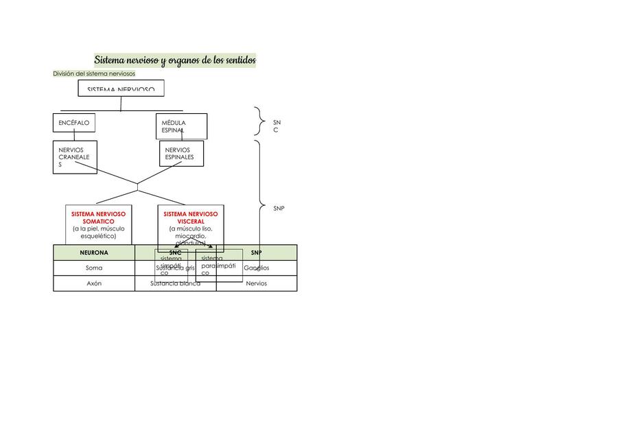 SISTEMA NERVIOSO Y ORGANOS DE LOS SENTIDOS