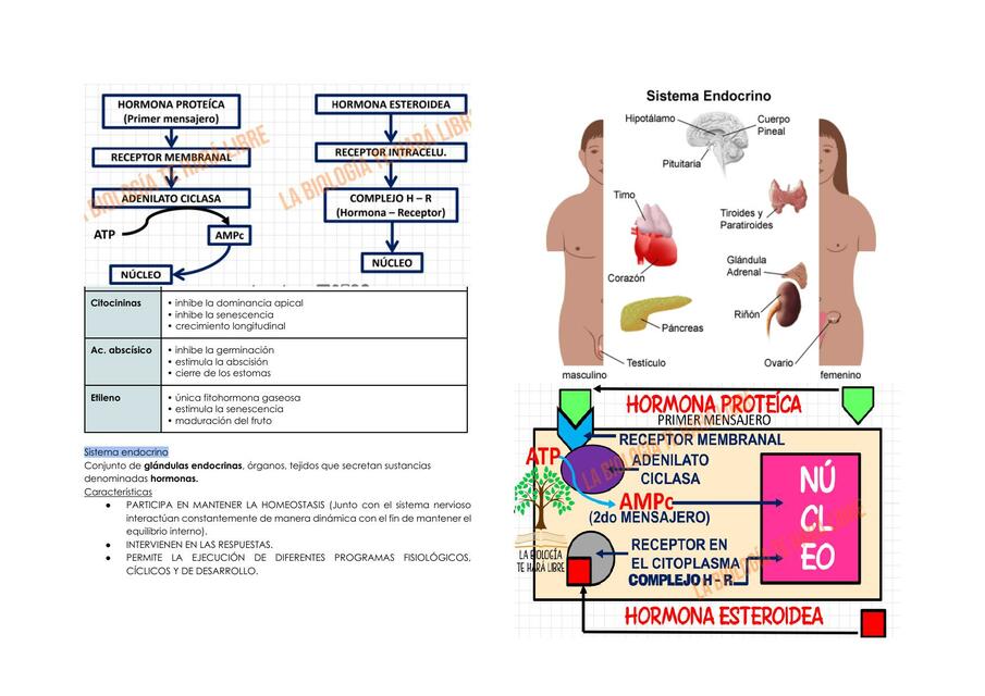 FITOHORMONAS COORDINACION QUIMICA EN SERES VIVOS