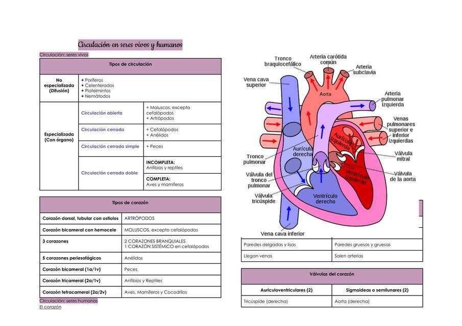 CIRCULACION EN SERES VIVOS Y HUMANOS