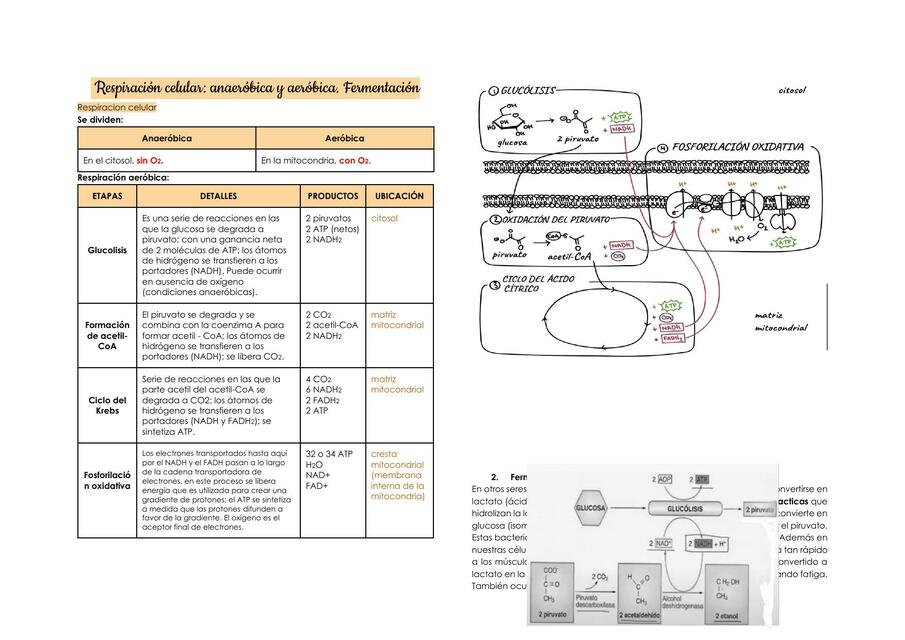RESPIRACION CELULAR ANAEROBICA Y AEROBICA FERMENTA