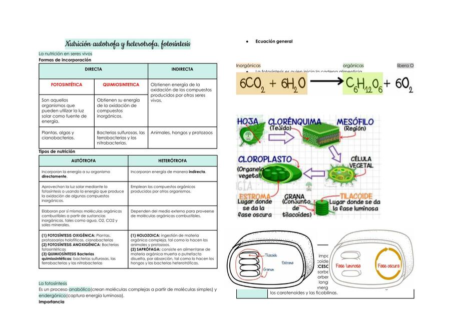 NUTRICION AUTOTROFA Y HETEROTROFA FOTOSINTESIS